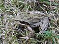Pseudacris regilla