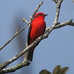 Archivo:Pyrocephalus rubinus, Bertioga - SP - Brasil