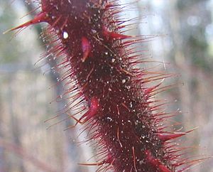 Archivo:Raspberry cane - closeup in winter - P.2005.03
