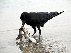 Archivo:Raven scavenging on a dead shark