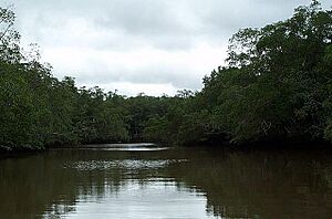 Archivo:RioMatapalo-Tamarindo-Guanacaste-CostaRica