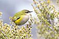 Rock wren