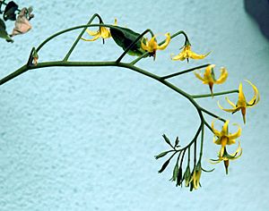Archivo:S pimpinellifolium inflorescence