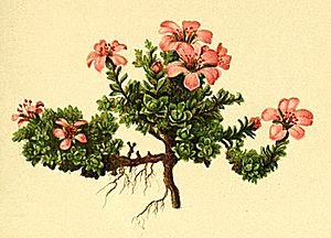 Archivo:Saxifraga oppositifolia Atlas Alpenflora