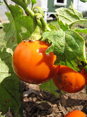 Archivo:Solanum gilo fruit (9224893509)