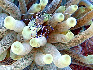 Archivo:Spotted cleaner shrimp