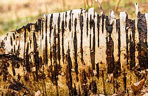 Archivo:Stam van een Berk (Betula). 07-02-2024. (d.j.b)