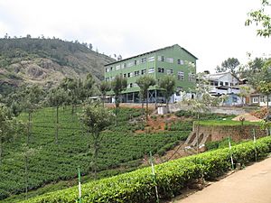 Archivo:Tea factory and tea plantation