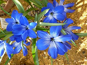 Archivo:Tecophilaea cyanocrocus (Liliaceae) flowers