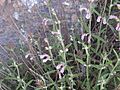 Teucrium.asiaticum2