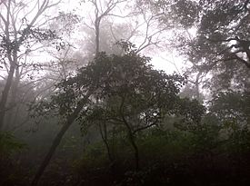 Vegetación Cerro de Escamela, Veracruz 2.jpg