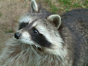 Archivo:Waschbär4