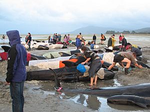 Archivo:Whales on beach, Farewell Split, South Island, New Zealand