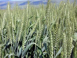 Archivo:Wheat-haHula-ISRAEL