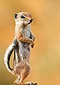 White Tailed Squirrel