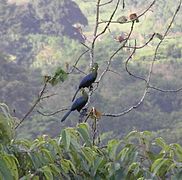 Yellow-billed Turacos in Equatorial Guinea 2006
