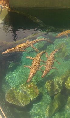 Archivo:Young saltwater crocodiles at Crocosaurus Cove, Darwin, Australia, 02