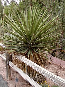 Yucca faxoniana.jpg