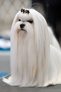 1AKC Maltese Dog Show 2011.jpg