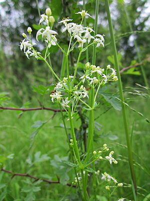 Archivo:201306012Galium mollugo