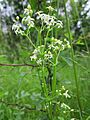 201306012Galium mollugo