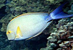 Archivo:Acanthurus xanthopterus by NPS
