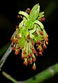 Acer negundo - male inflorescences