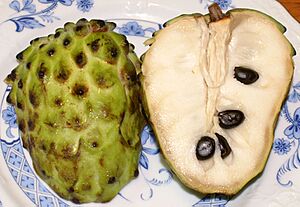 Archivo:Annona atemoya