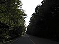Aokigahara forest 02