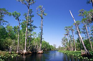 Archivo:Bald Cypress swamp