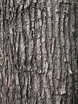 Archivo:Bark of Pterocarpus indicus