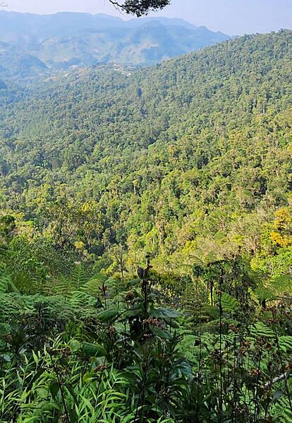 Biotopo del quetzal Guatemala