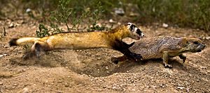 Archivo:Black-footed Ferret Learning to Hunt