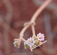 Archivo:Boerhavia coccinea flowers