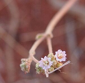 Archivo:Boerhavia coccinea flowers
