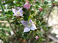Boronia algida