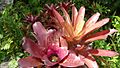 Bromelias 5 con agua