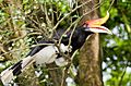 Buceros rhinoceros -Kuala Lumpur Bird Park, Malaysia-8a (1)