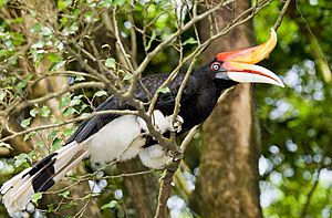Archivo:Buceros rhinoceros -Kuala Lumpur Bird Park, Malaysia-8a (1)