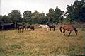 Caballos chilotes