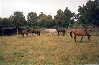 Caballos chilotes.JPG