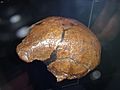 Calvaria Sangiran II (A)