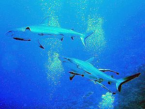 Archivo:Carcharhinus amblyrhynchos 1