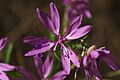Clarkia biloba