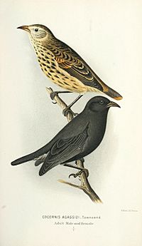 Archivo:Cocornis agassizi = Pinaroloxias inornata, cocos finch