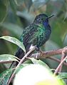 Coeligena bonapartei Inca buchidorado Golden-bellied Starfrontlet (8739112215)