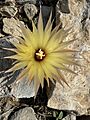 Coryphantha echinus