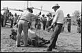 Demonstration of throwing and branding horses - NARA - 285897