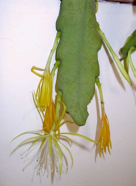 Disocactus macranthus