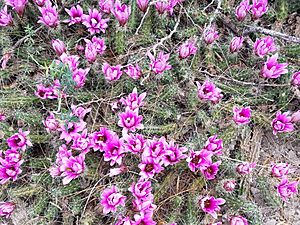 Archivo:Echinocereus berlandieri 4